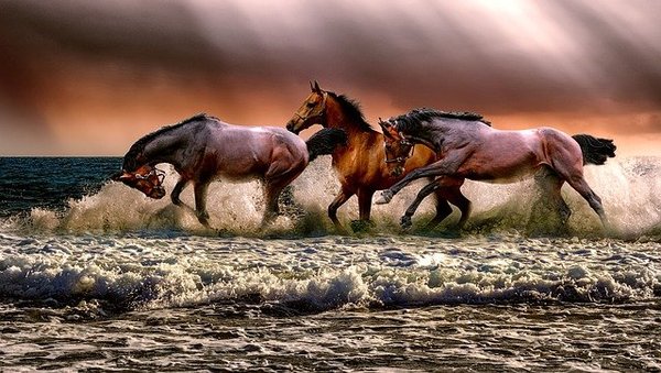 Les avantages de l'équitation : 5 raisons d'essayer dès aujourd'hui !
